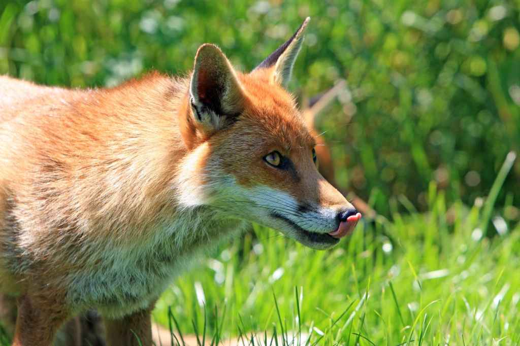 fox sticking it s tongue